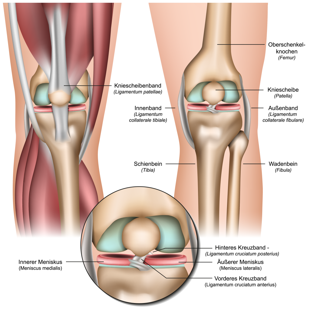 Anatomie des menschlichen Knies - Wo befinden sich die Kreuzbänder?
