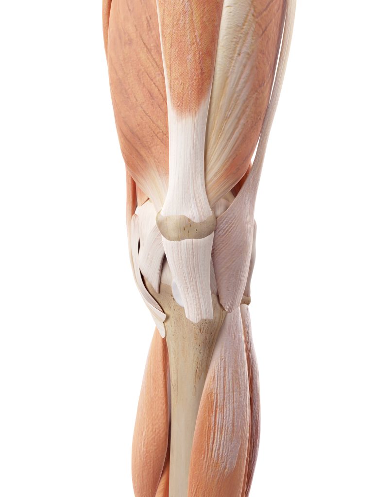 Anatomie eines Knies - Detaillierte Darstellung von Muskelfasern