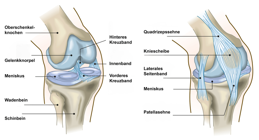 Anatomie des Knies | Kniespezialist Dr. Martin Gruber